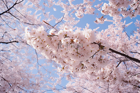 花背景图片_大邱南区​​的大片空地上樱花盛开