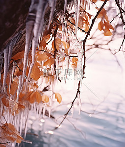 树枝枝条树叶背景图片_冰中的一些树枝上覆盖着树叶
