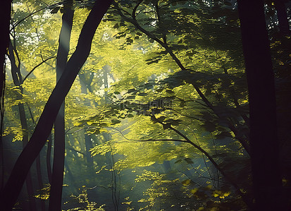 光线穿过森林树冠，阳光透过树叶射入