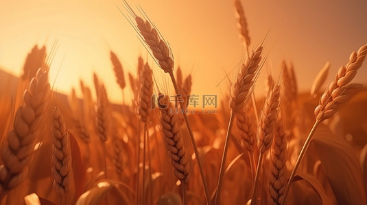 小麦主题 3D 插画与秋季自然设计