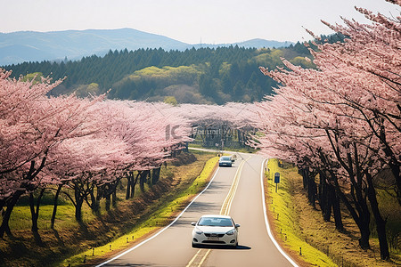 樱花树背景图片_一辆汽车沿着一条乡村道路行驶，道路两旁长满了樱花树