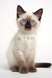可爱猫背景背景图片_一只蓝眼睛的 saica 小猫坐在白色背景上