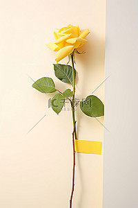 黄人背景图片_白墙花瓶里的一朵黄玫瑰