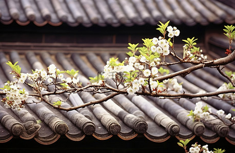 樱花朵背景图片_一些石屋顶上美丽的白色花朵的照片