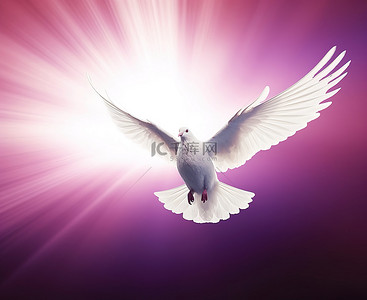 飞翔鸽子背景图片_一只白色的鸟，翅膀前有紫色的光芒飞翔