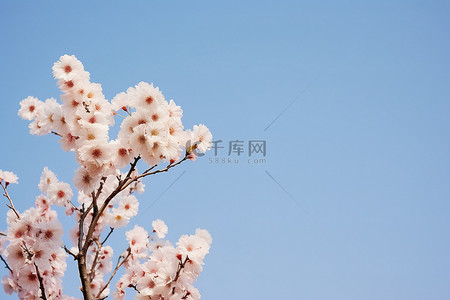 伟大的背后背景图片_树顶上的花朵，背后是蓝天