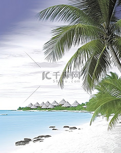 海滩和水边的棕榈树