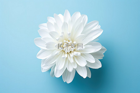 蓝色菊花背景图片_蓝色背景上的一朵白花