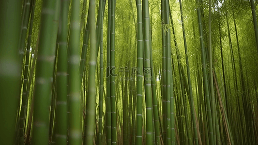 竹子绿色竹叶背景