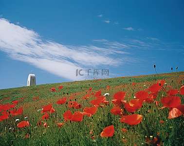 宫格背景图片_蓝天背景上的红色罂粟花