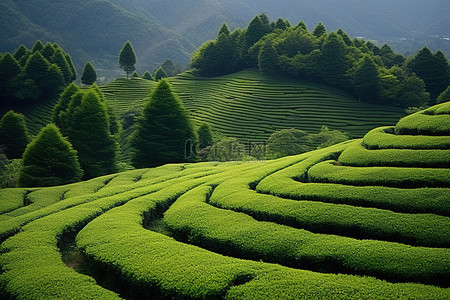 茶树在山腰上形成圆形行