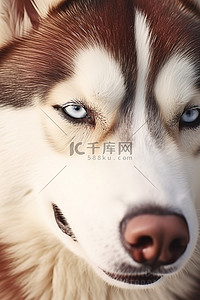 眼睛特写背景图片_西伯利亚哈士奇狗的眼睛睁开的肖像孤立的白色背景