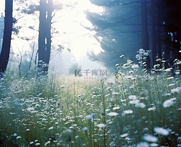 白色花背景图片_树林里的野花