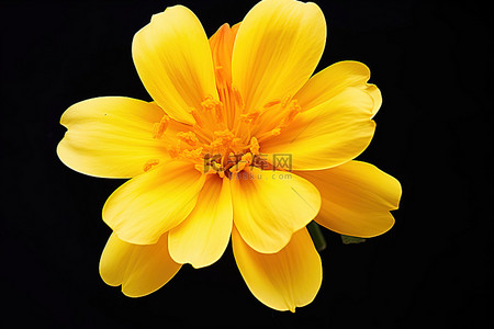 菊花花瓣一朵背景图片_一朵黄色的花，白色的花瓣