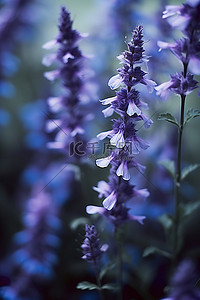 连续背景图片_紫色和蓝色的花朵连续