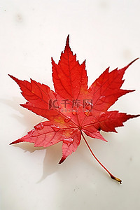 秋天红枫叶背景图片_白色表面上的小红枫叶