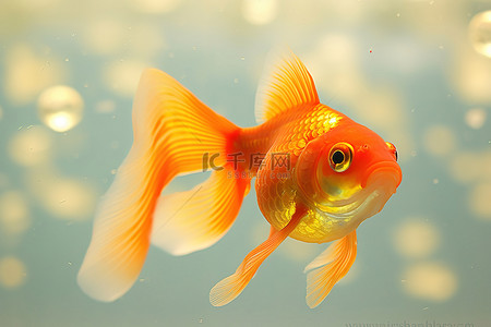 鱼缸背景图片_金鱼在黄色背景的清澈水池附近游泳
