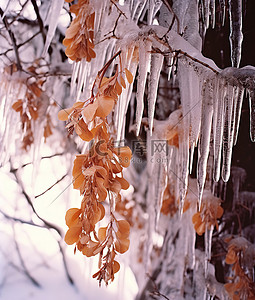 雪枫叶背景图片_冰在树枝下形成冰柱