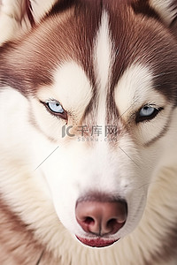 西伯利亚哈士奇狗的眼睛睁开的肖像孤立的白色背景