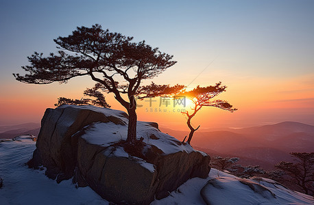 落山的太阳背景图片_太阳落山前，两棵树矗立在岩石顶上