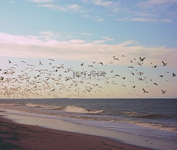 分色翅膀背景图片_一群鸟飞过海滩