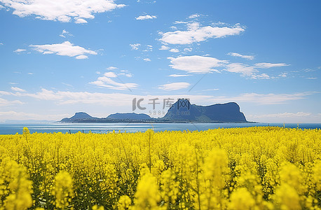 一片黄色的拉帕苏田地，背景是海洋