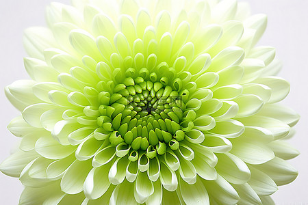 菊花绿色背景图片_白色背景下的一朵绿色菊花