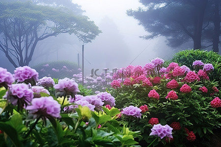 美丽花园背景图片_雾中色彩鲜艳的美丽花园