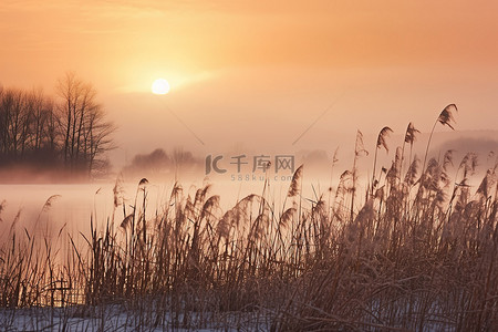 夕阳落下背景图片_湖水长满了高高的草丛，夕阳在薄雾中落下