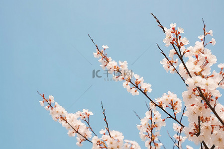 樱花盛开在蓝天下