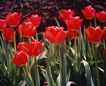 植物香背景图片_草地上的红色郁金香
