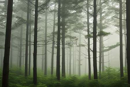 有许多高大树木的雾森林
