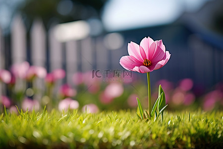 坐地上背景图片_一朵花坐在白色栅栏前的草地上