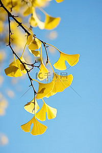 银杏树的叶子挂在树上