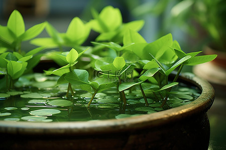 需要浇水的花背景图片_一盆绿叶正在浇水