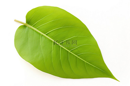 绿色植物特写背景图片_白色背景上孤立的绿色植物的叶子