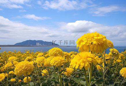 多云的背景图片_夏日天空中一片开满黄色花朵的田野，映衬着多云的大海