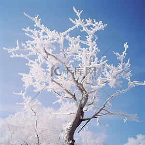 蓝天映衬下的一棵冰冷的树