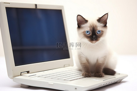 一只暹罗虎小猫坐在电脑桌上