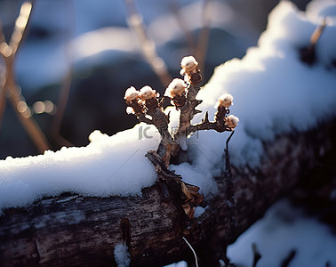 一根积雪覆盖的小树枝，后面反射着光