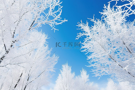 覆盖着雪树，映衬着清澈的蓝天