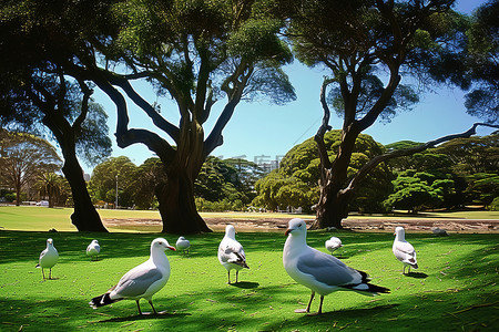 海鸥背景图片_海鸥站在公园里的一棵树旁边