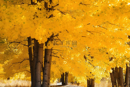 秋天都是背景图片_这些树都是黄色的白杨树，周围环绕着人行道