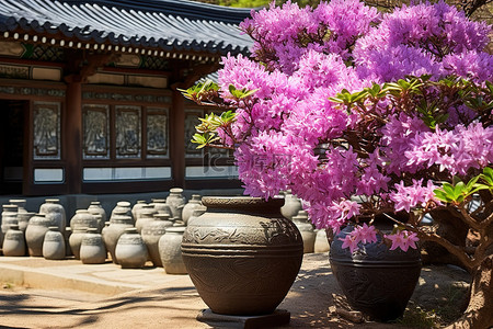 庭院里的四朵杜鹃花和两个中国陶器