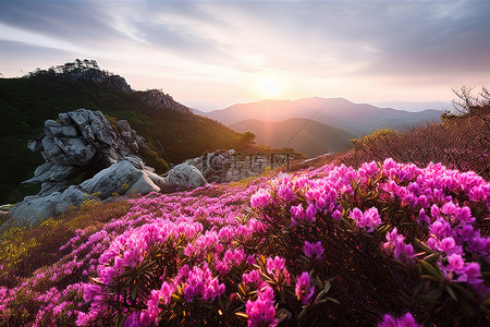 山上的日出与盛开的花朵