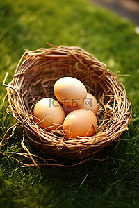草里背景图片_三个鸡蛋放在草坪上的篮子里