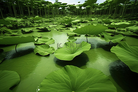 夏天荷叶背景图片_浑水栖息地的绿色荷塘