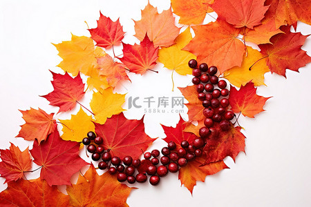 枫叶旗背景图片_白色背景中的新鲜秋浆果和加拿大枫叶