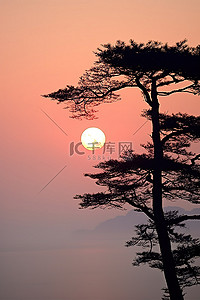 早晨太阳升起背景图片_一棵松树在雾中，太阳在它后面升起