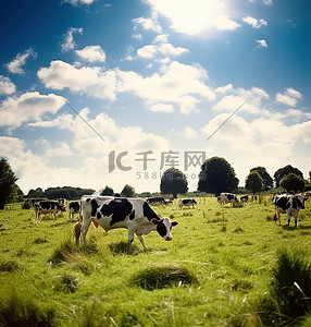 日子背景图片_阳光明媚的日子里，草地上的牛